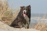 BORDER COLLIE 1436